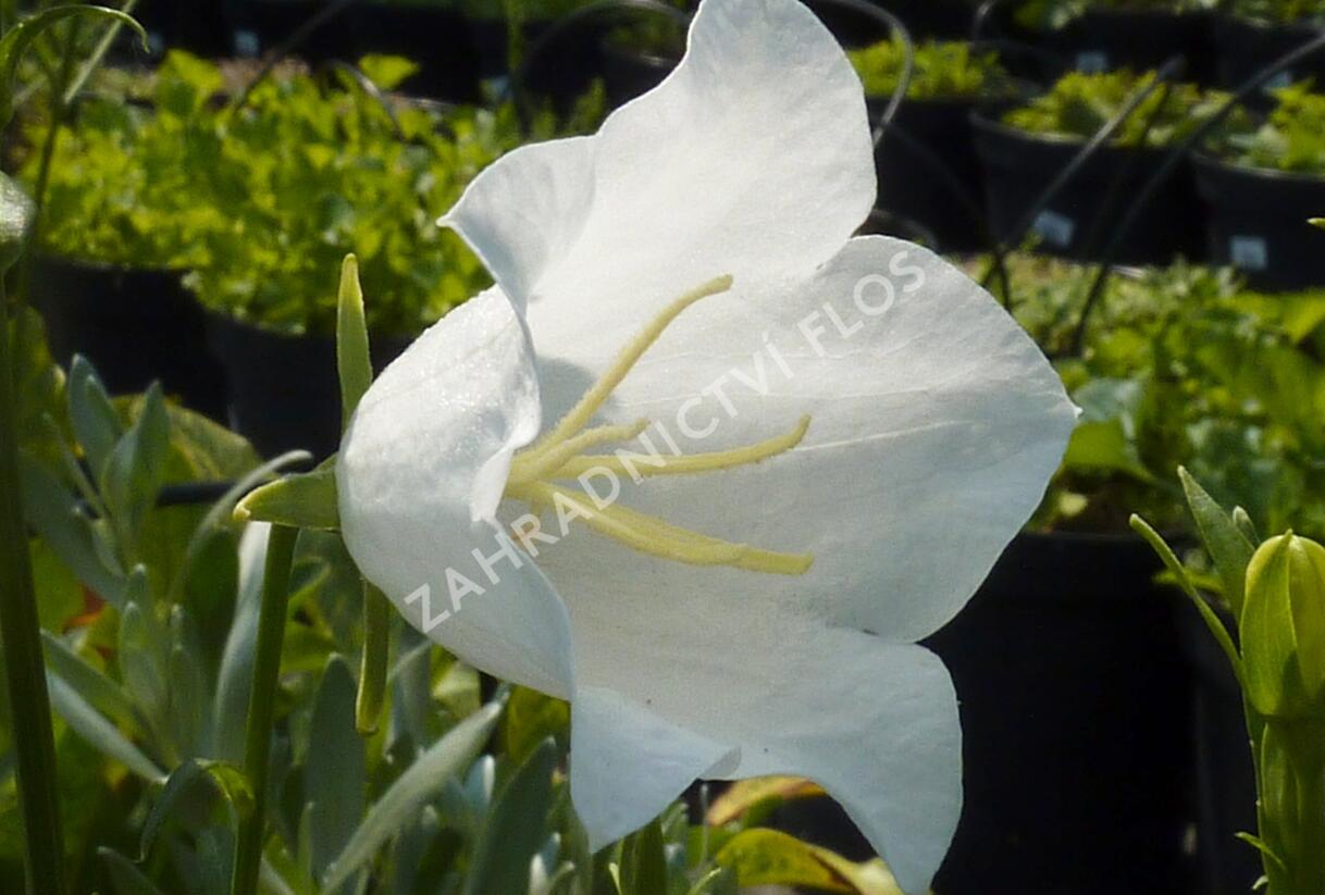 Zvonek broskvolistý 'Grandiflora Alba' - Campanula persicifolia 'Grandiflora Alba'