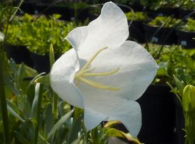 Zvonek broskvolistý 'Grandiflora Alba' - Campanula persicifolia 'Grandiflora Alba'