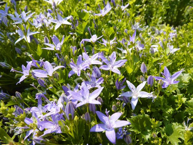 Zvonek garganský - Campanula garganica