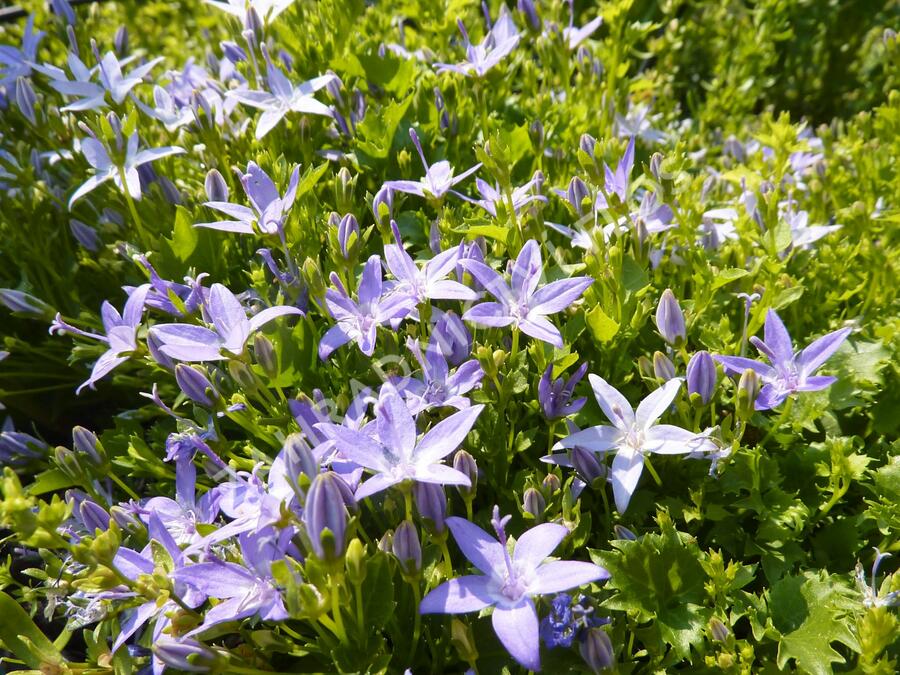 Zvonek garganský - Campanula garganica