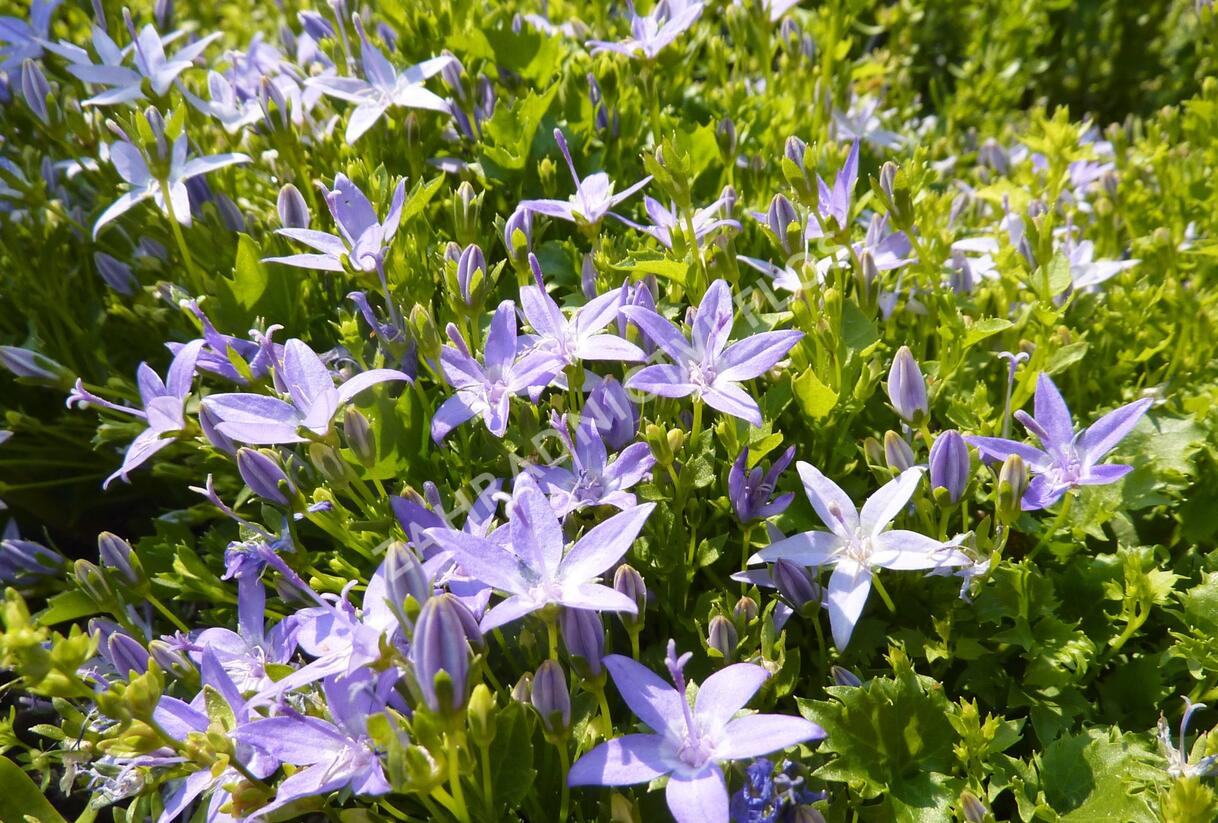 Zvonek garganský - Campanula garganica