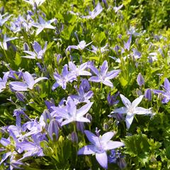 Zvonek garganský - Campanula garganica