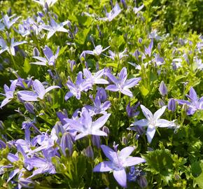 Zvonek garganský - Campanula garganica