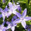 Zvonek garganský - Campanula garganica