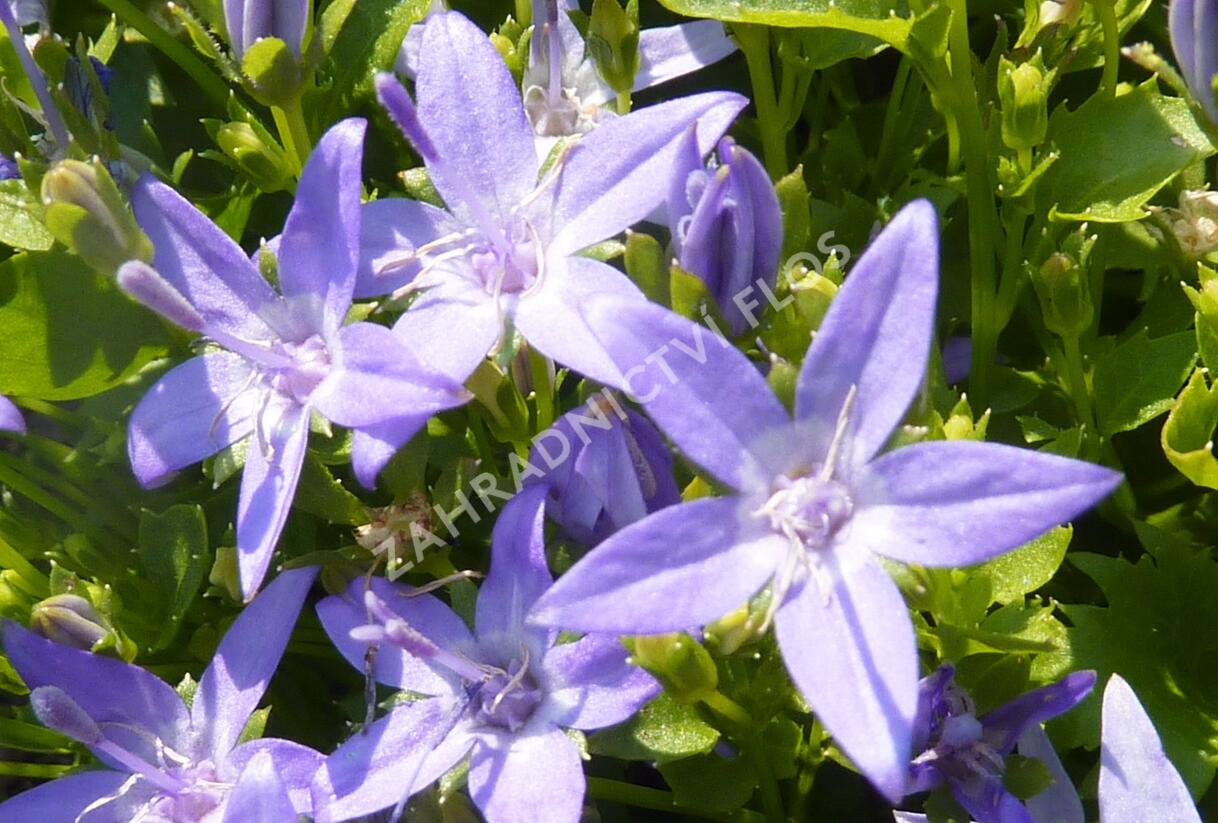 Zvonek garganský - Campanula garganica