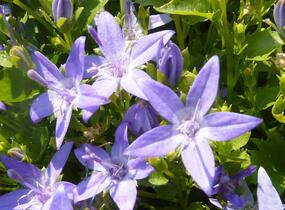 Zvonek garganský - Campanula garganica