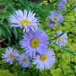 Hvězdnice alpská 'Goliath' - Aster alpinus 'Goliath'