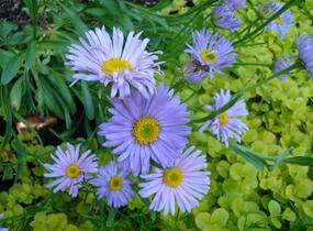 Hvězdnice alpská 'Goliath' - Aster alpinus 'Goliath'