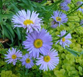 Hvězdnice alpská 'Goliath' - Aster alpinus 'Goliath'