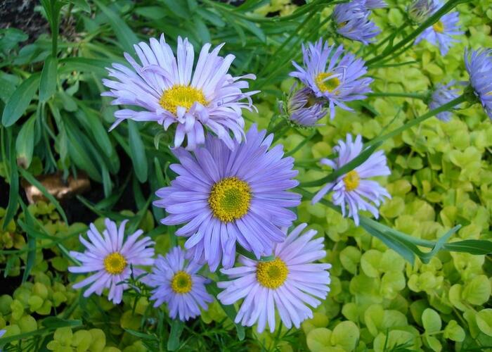 Hvězdnice alpská 'Goliath' - Aster alpinus 'Goliath'
