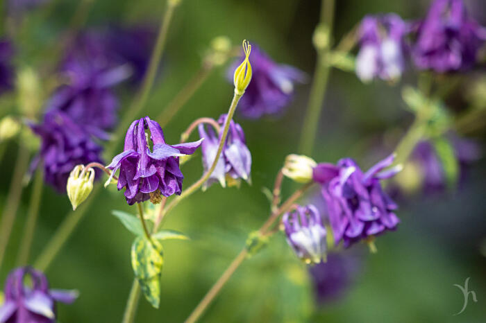 Orlíček obecný 'Leprechaun Gold' - Aquilegia vulgaris 'Leprechaun Gold'