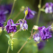 Orlíček obecný 'Leprechaun Gold' - Aquilegia vulgaris 'Leprechaun Gold'