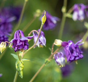 Orlíček obecný 'Leprechaun Gold' - Aquilegia vulgaris 'Leprechaun Gold'