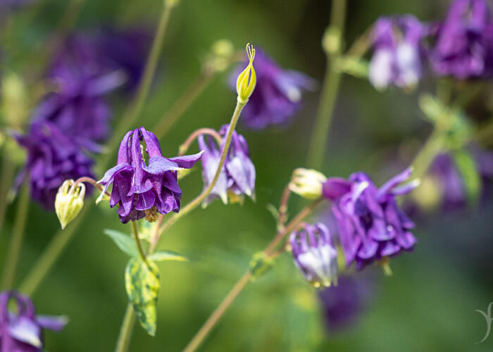 Orlíček obecný 'Leprechaun Gold' - Aquilegia vulgaris 'Leprechaun Gold'