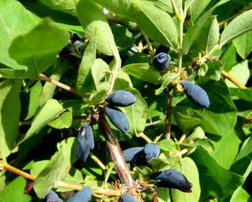 Zimolez kamčatský 'Altaj'