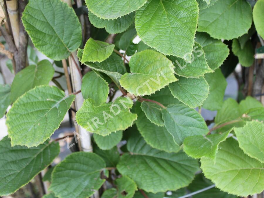 Aktinidie lahodná, kiwi - samosprašná 'Solissimo' - Actinidia deliciosa 'Solissimo'