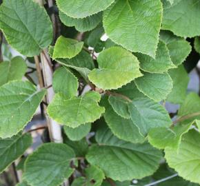 Aktinidie lahodná, kiwi - samosprašná 'Solissimo' - Actinidia deliciosa 'Solissimo'