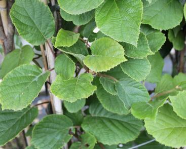 Aktinidie lahodná, kiwi - samosprašná 'Solissimo'