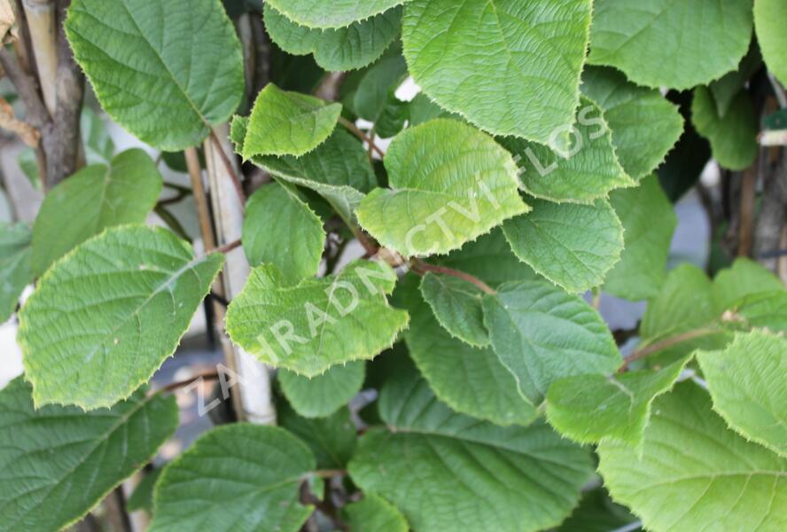 Aktinidie lahodná, kiwi - samosprašná 'Solissimo' - Actinidia deliciosa 'Solissimo'