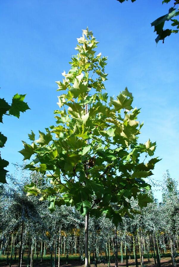 Platan javorolistý 'Tremonia' - Platanus acerifolia 'Tremonia'