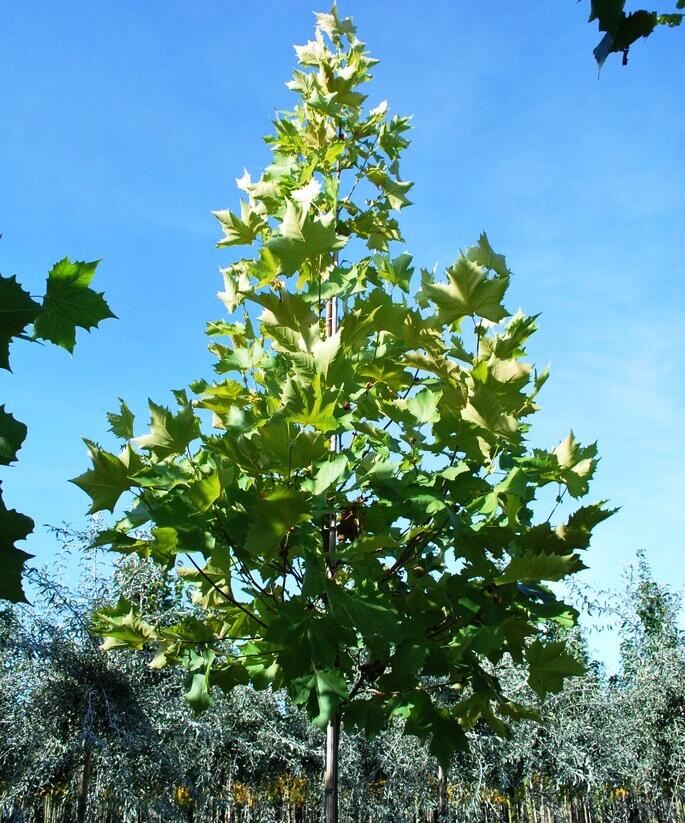 Platan javorolistý 'Tremonia' - Platanus acerifolia 'Tremonia'