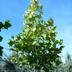 Platan javorolistý 'Tremonia' - Platanus acerifolia 'Tremonia'