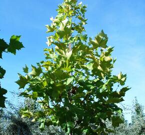 Platan javorolistý 'Tremonia' - Platanus acerifolia 'Tremonia'