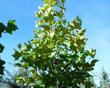 Platan javorolistý 'Tremonia'