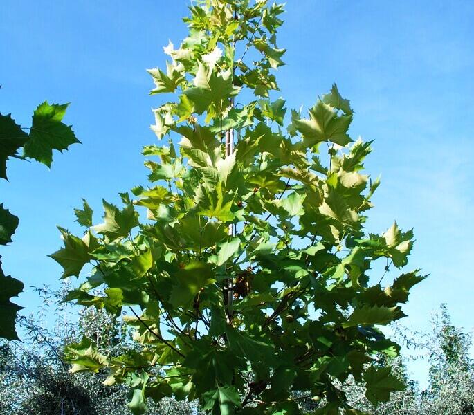 Platan javorolistý 'Tremonia' - Platanus acerifolia 'Tremonia'