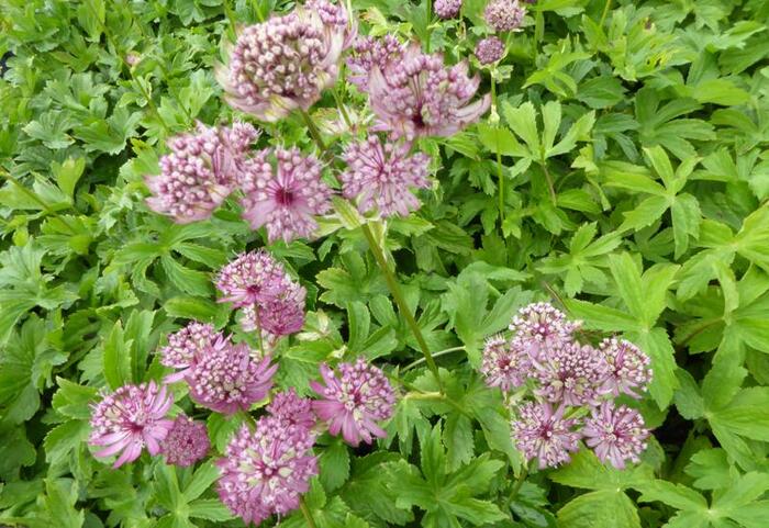 Jarmanka větší 'Rosensinfonie' - Astrantia major 'Rosensinfonie'