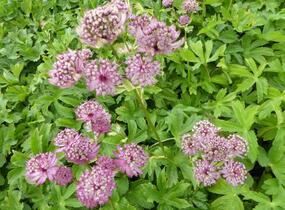 Jarmanka větší 'Rosensinfonie' - Astrantia major 'Rosensinfonie'