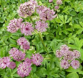 Jarmanka větší 'Rosensinfonie' - Astrantia major 'Rosensinfonie'