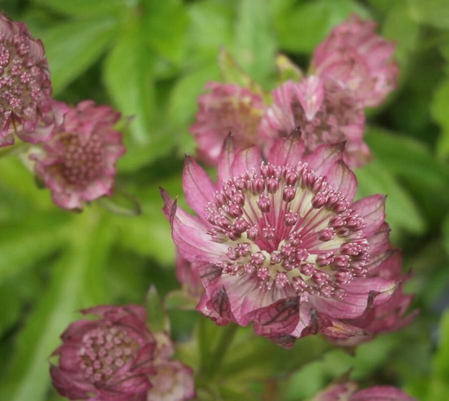 Jarmanka větší 'Rosensinfonie' - Astrantia major 'Rosensinfonie'
