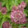 Jarmanka větší 'Rosensinfonie' - Astrantia major 'Rosensinfonie'