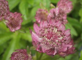Jarmanka větší 'Rosensinfonie' - Astrantia major 'Rosensinfonie'
