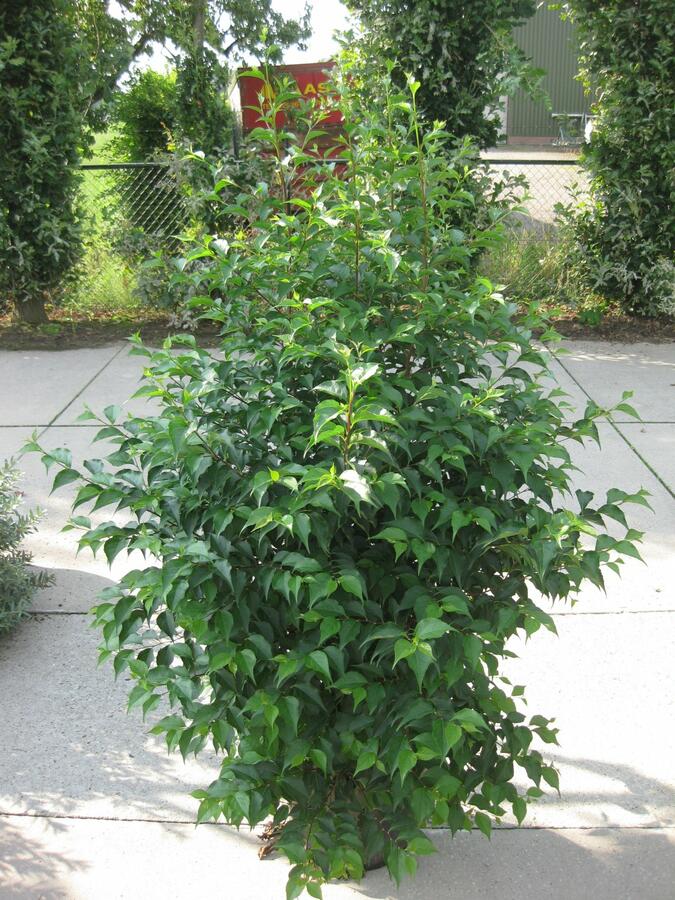 Sturač japonský - Styrax japonicus