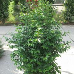 Sturač japonský - Styrax japonicus