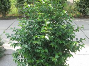 Sturač japonský - Styrax japonicus