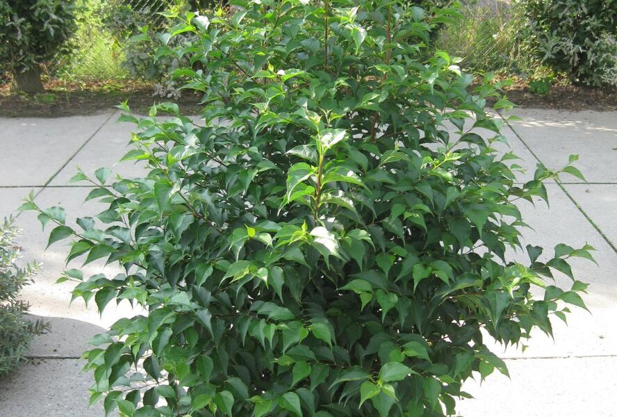 Sturač japonský - Styrax japonicus