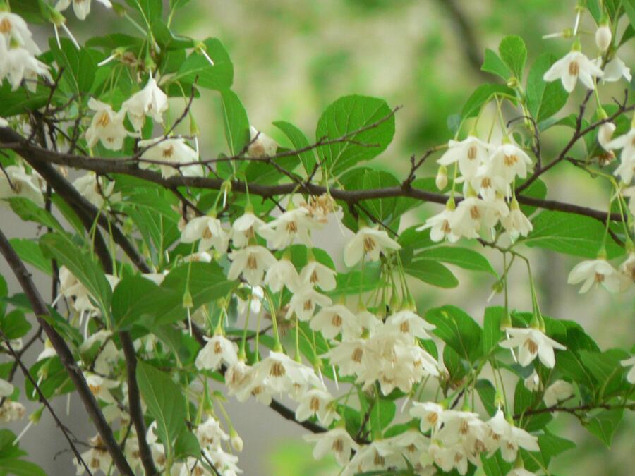 Sturač japonský - Styrax japonicus