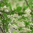 Sturač japonský - Styrax japonicus