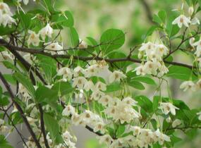Sturač japonský - Styrax japonicus