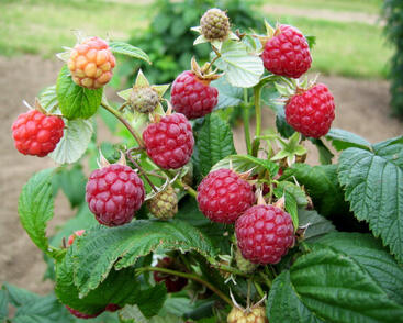 Maliník jednouplodící 'Zeva'