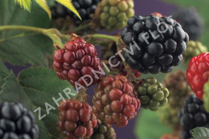 Ostružiník beztrnný 'Thornfree' - Rubus fruticosus 'Thornfree'
