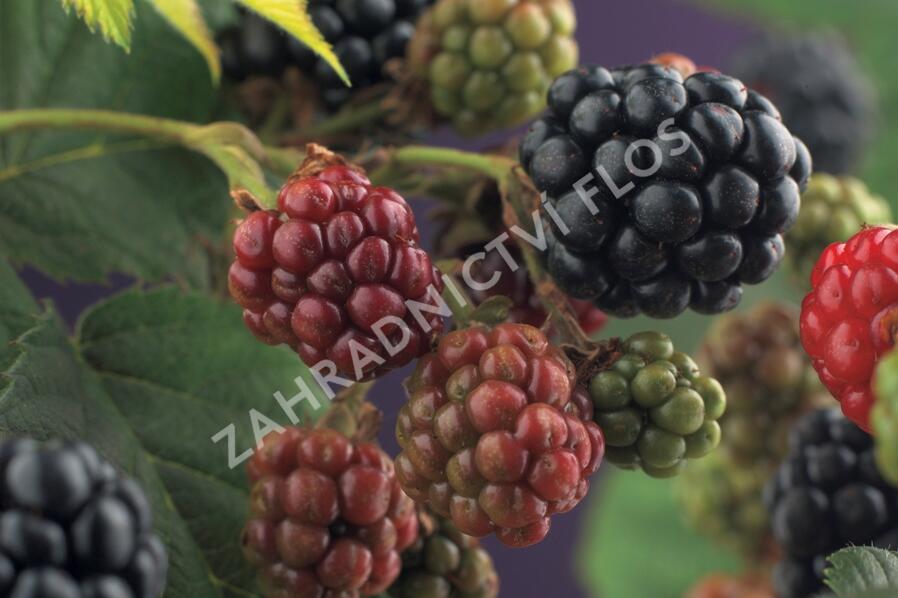 Ostružiník beztrnný 'Thornfree' - Rubus fruticosus 'Thornfree'