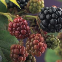 Ostružiník beztrnný 'Thornfree' - Rubus fruticosus 'Thornfree'