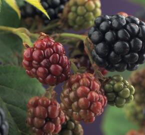 Ostružiník beztrnný 'Thornfree' - Rubus fruticosus 'Thornfree'