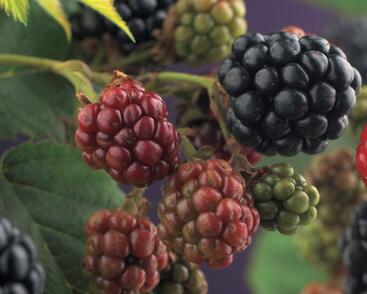 Ostružiník beztrnný 'Thornfree'