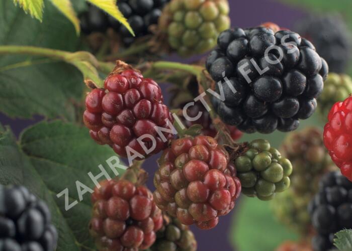 Ostružiník beztrnný 'Thornfree' - Rubus fruticosus 'Thornfree'