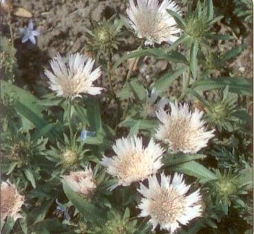 Stokésie 'Alba' - Stokesia laevis 'Alba'